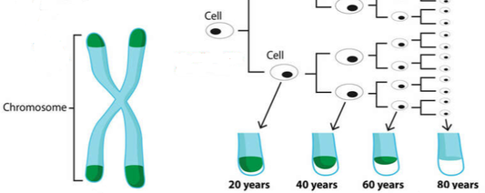 Astragalus - Die Kaiserarznei für das Immunsystem